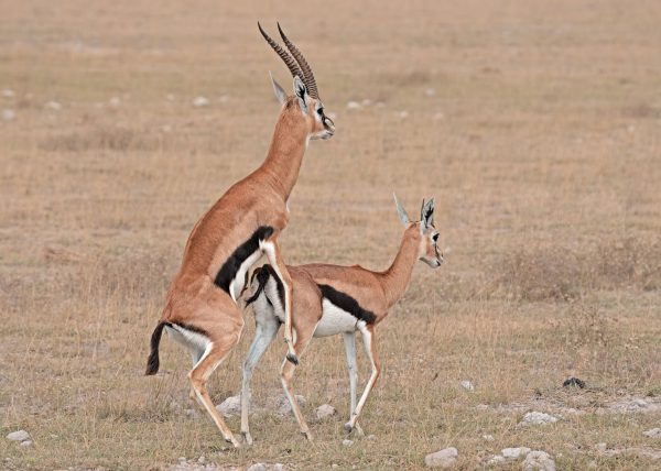 Thompson Gazelles Mating by Betty Chan – Honourable Mention