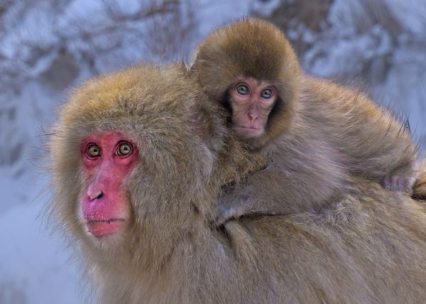 Snow Monkey Parenting by Betty Chan – Award of Merit