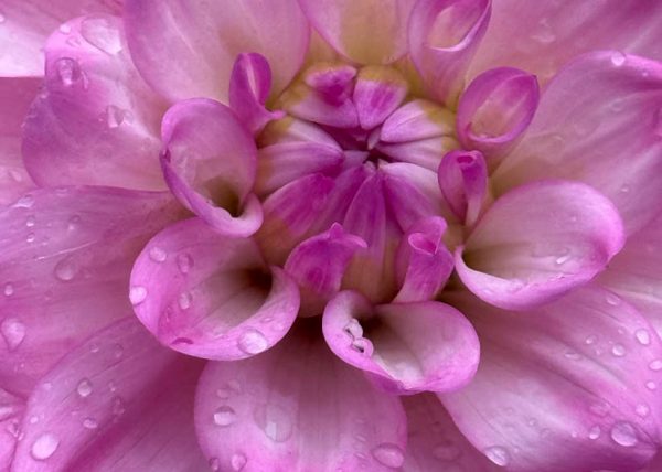 After the Rain by Filomena Ramalhoso – Award of Merit