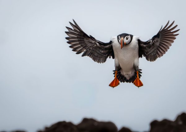 Atlantic Puffin by Alberto Bustos – Honourable Mention