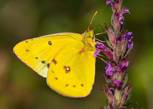 Clouded Summer Butterfly by Alkesh Sood – Honourable Mention