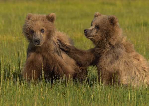 Coastal Brown Bear Cubs at Play by Filomena Ramalhoso – Award of Merit