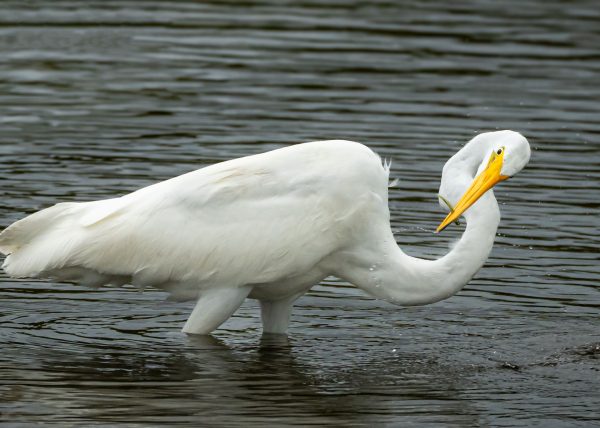 Egret with Snap Catch by Gary Phillips – Honourable Mention