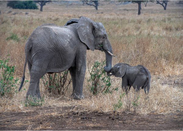 ElephaElephant and Calf by George Campbell – Honourable Mentionnt_and_Calf_DSC_1848_