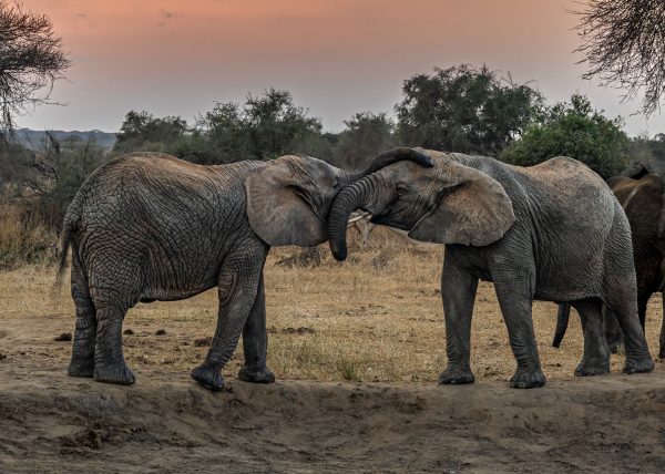 Elephants in Foreplay by Catherine AuYeung – Award of Merit
