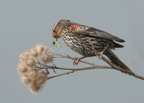 Female Blackbird Feeding by Cynthia Smith – Award of Merit