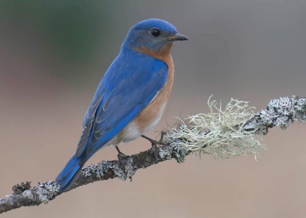 Eastern Blue Bird by Filomena Ramalhoso – Honourable Mention