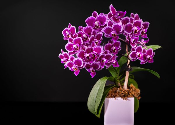 Monsternopsis Orchid in Full Bloom by Gary Phillips – Honourable Mention