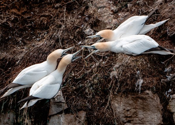 North Gannets by Alberto Bustos – Award of Merit