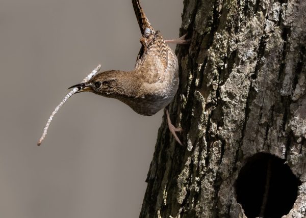 Northern House Wren with Nesting Material by Catherine AuYeung – Honourable Mention