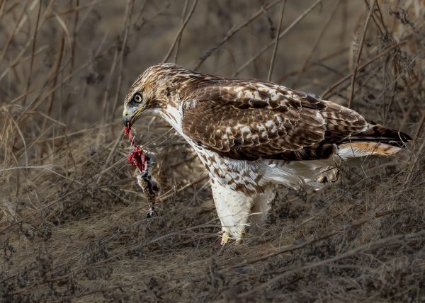 Red-tailed Hawk with Prey by Catherine AuYeung – Award of Merit