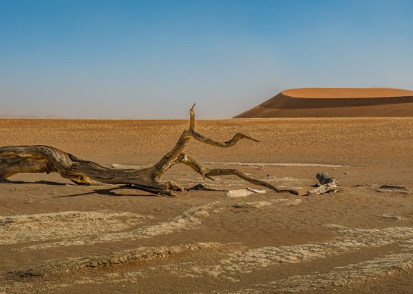 The Fallen Tree - Dead Vlei by Catherine AuYeung – Honourable Mention