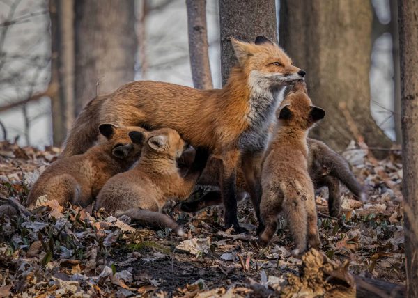 Vixen Nursing Kits by Cynthia Smith – Award of Merit
