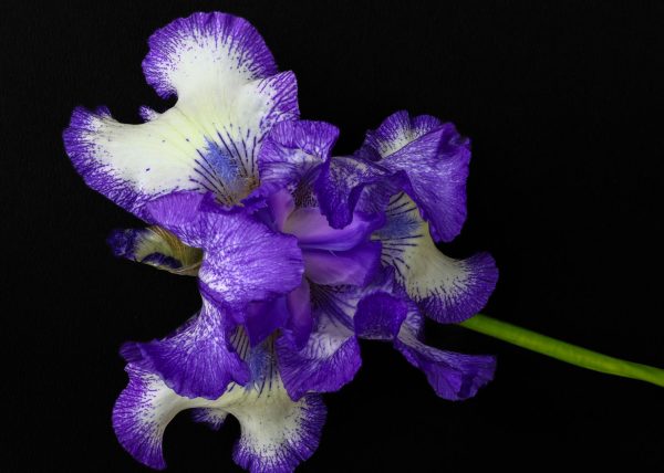 Spring Iris by Alkesh Sood – Award of Merit