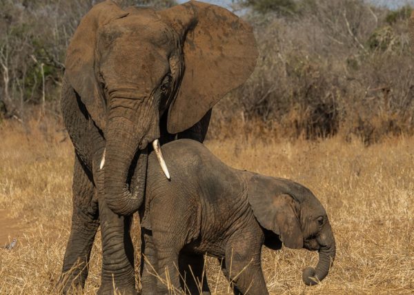 Elephant and Young by Catherine AuYeung – Honourable Mention