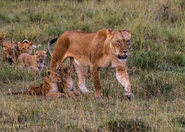 Lioness and Cubs by Catherine AuYeung – Honourable Mention