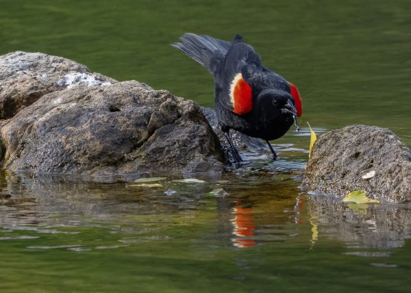 Red Winged Blackbird Drinking by Jennifer Allen – Honourable Mention