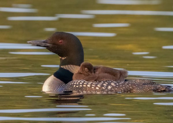Common Loon with Loonlet by Jennifer Allen – Award of Merit