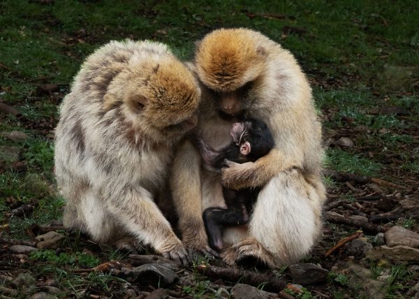 Macaque Family by Cheryl Powers – Honourable Mention