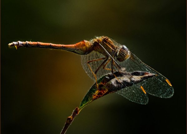 Autumn Meadowhawk Resting Between Flights by Norman Cruse – Honourable Mention
