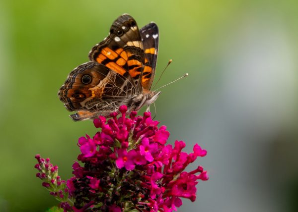 American Lady Butterfly by Cyndie Blackmore – Award of Merit