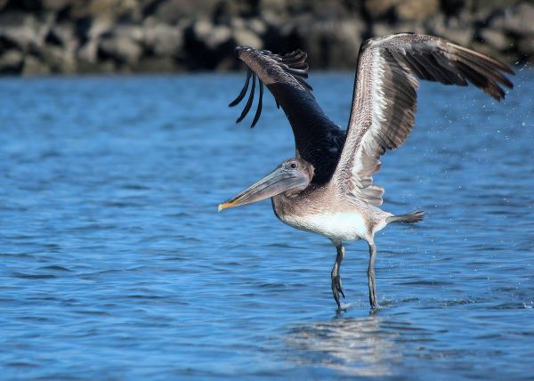 Pelican Landing by Doris Bies – Honourable Mention