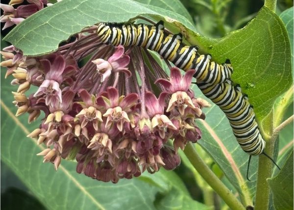 Monarch Caterpillars Feeding on Milkweed by Gray Graffam – Award of Merit
