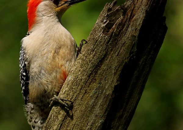 A Red-bellied Woodpecker Perching by Garry Lee – Honourable Mention