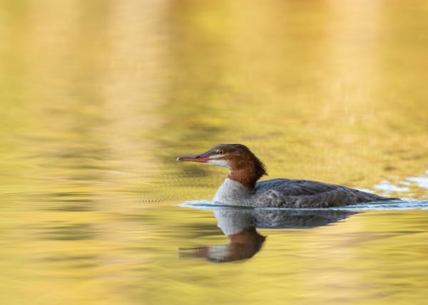Common Merganser and  Fall Colours Reflections by Marcos Lins – Award of Merit
