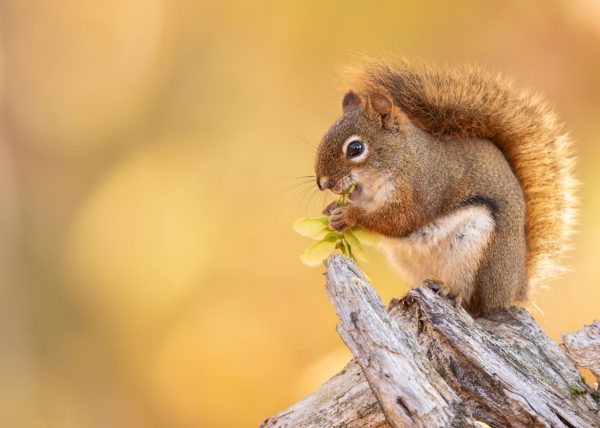 Red Squirrel Eating by Marcos Lins – Award of Merit