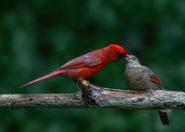 Male Cardinal Feeding Chick by Danny Carriere – Award of Merit