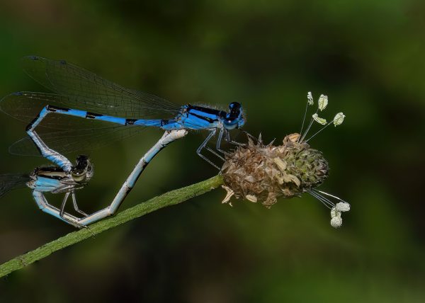 Mating Damselflies by Betty Chan – Honourable Mention