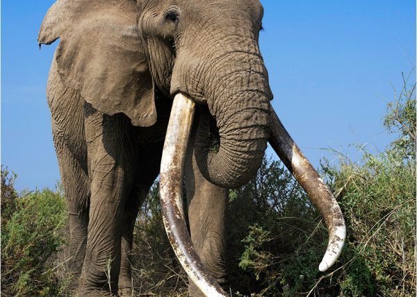 Big Tusker Elephant by George Campbell – Honourable Mention