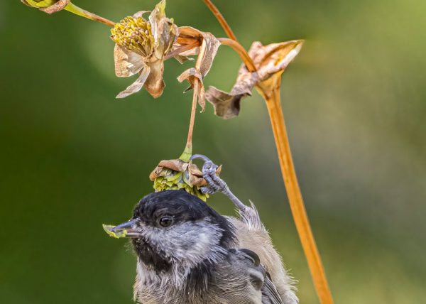 Chickadee by Cynthia Smith – Honourable Mention