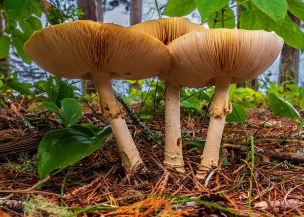 Parasol Mushrooms by Michele Fraser – Honourable Mention