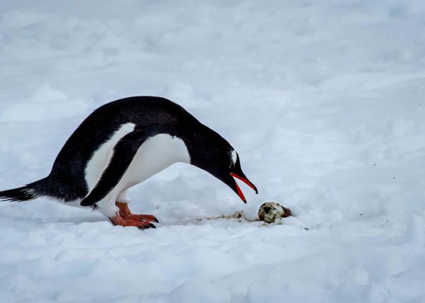 Gentoo Lost her Egg by Jean Liao – Award of Merit