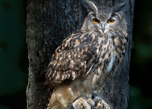 Eurasian Eagle-Owl by Gary Phillips – Honourable Mention