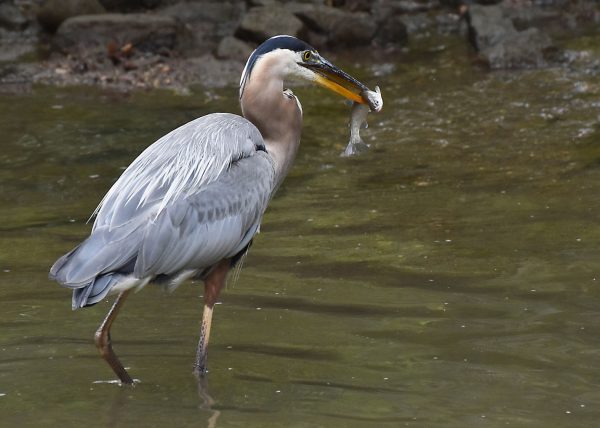 Great Blue Heron with Fish by Margaret Taylor – Honourable Mention