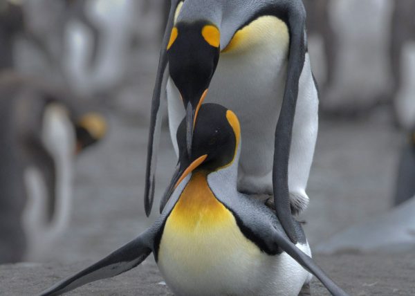 King Penguins Mating by Filomena Ramalhoso – Award of Merit