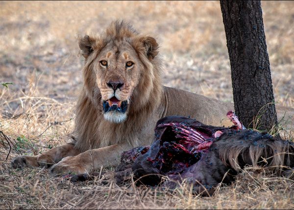Lion With Kill by George Campbell – Honourable Mention