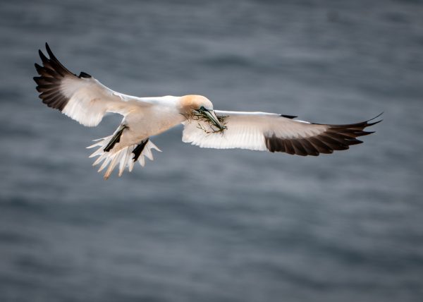 Northern Gannet with Nest Material by Alberto Bustos – Honourable Mention