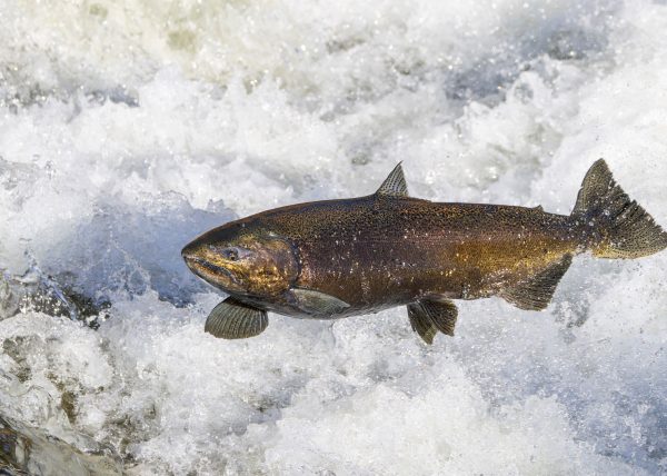 Salmon Run by Alkesh Sood – Award of Merit
