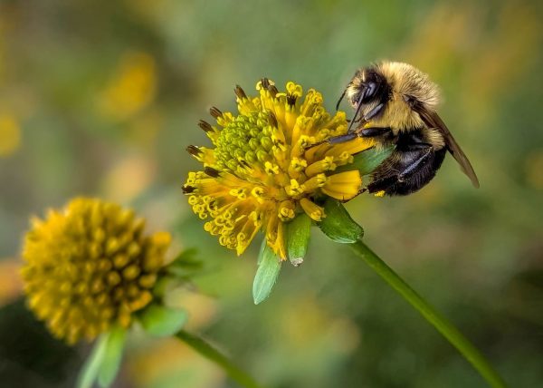 Bubble Bee by Jean Liao – Award of Merit