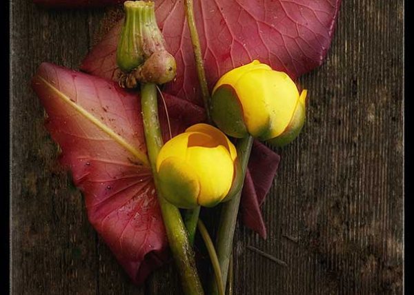 Yellow Water Lily by Cheryl Powers – Award of Merit