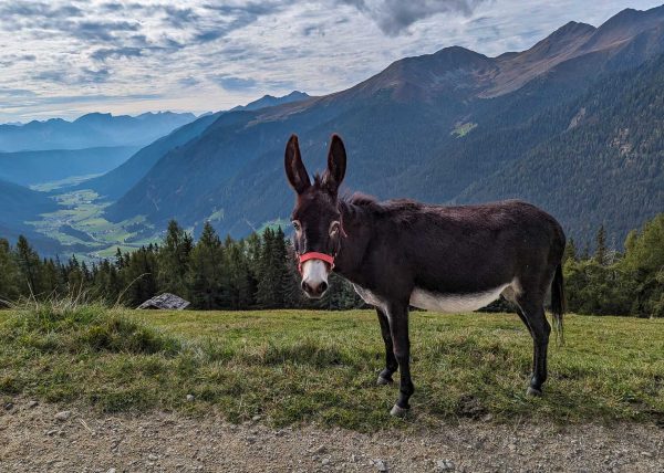 Who Are You Looking At? by Cyndie Blackmore – Honourable Mention