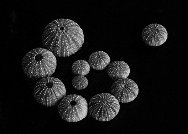 Echoes of the Tide’s Forgotten Crowns by Hong Li – Honourable Mention
