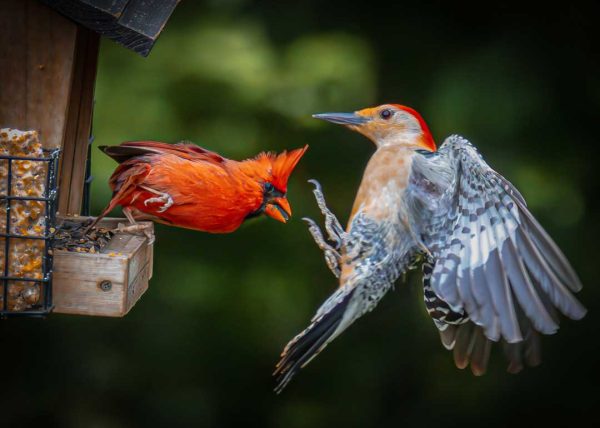 Cardinal vs Red Bellied Woodpecker by Danny Carriere – Honourable Mention