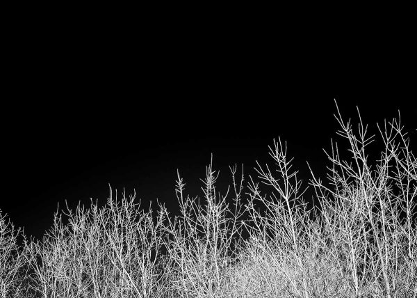 Ice Storm Trees, Achromatic IR by Walter Borchenko – Honourable Mention