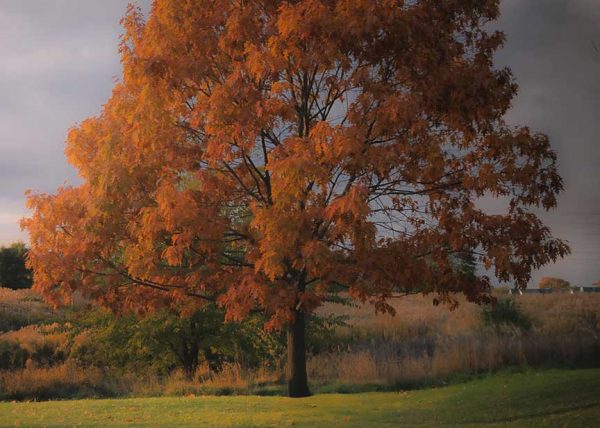 Lone Tree at Sunse by Tony Di Bartolomeo – Honourable Mention