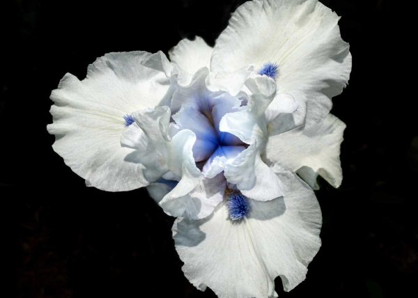 Winter Blue Waltz Bearded Iris by Gary Phillips – Honourable Mention
